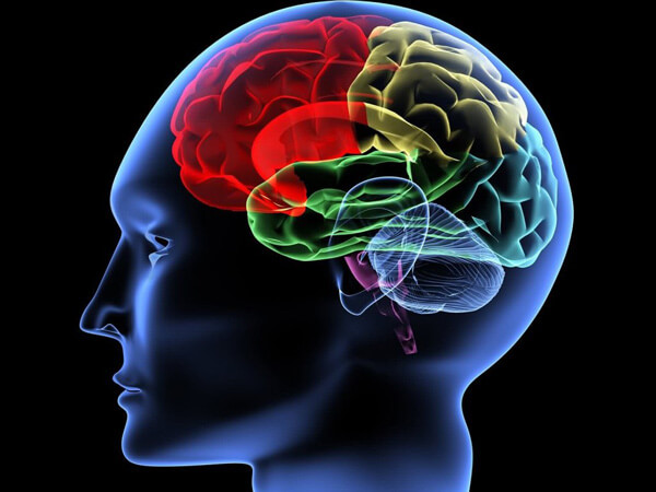 Lòng trắng trứng có tác dụng ngăn ngừa tổn thương thần kinh do có chứa choline