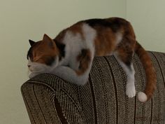 Sleeping Calico by LAdair on DeviantArt