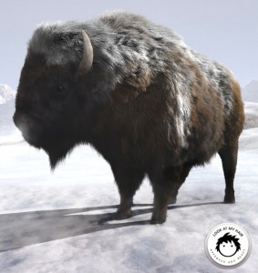 bison