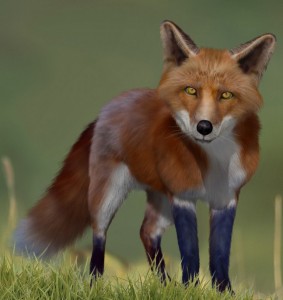 redfox