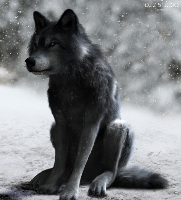 wolf2