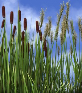 bulrushes