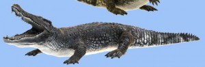 crocodile