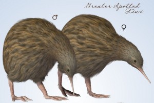 kiwis
