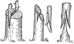 Logo - a vintage line-drawing showing three examples of tree grafting