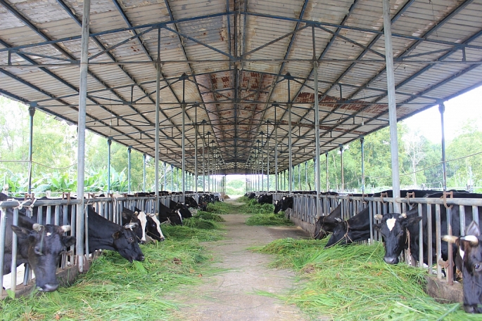 sua tuoi nguyen chat lothammilk nguon dinh duong tot nhat