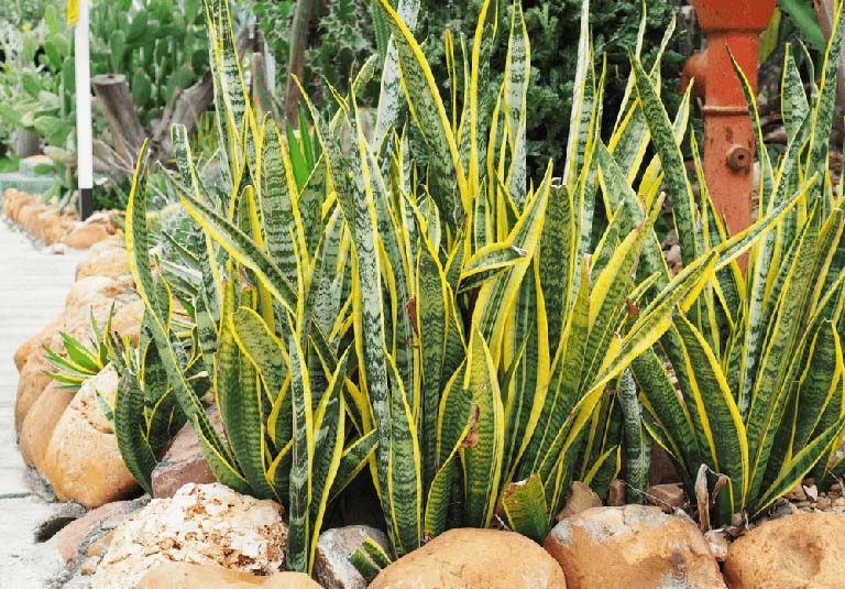 C&acirc;y lưỡi hổ m&eacute;p v&agrave;ng &ndash; một loại lưỡi hổ thường được d&ugrave;ng l&agrave;m vị thuốc. (Ảnh: thuocdantoc)