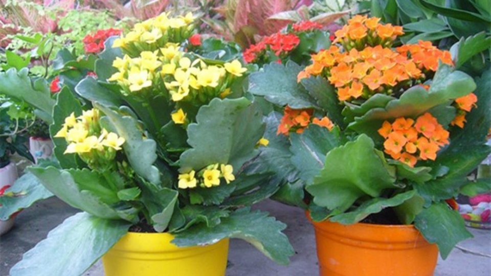 C&acirc;y hoa giấy c&oacute; khoảng 18 lo&agrave;i với m&agrave;u sắc rực rỡ kh&aacute;c nhau. (Ảnh: vandienfmp)