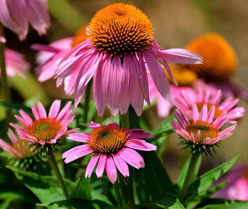 Ảnh minh họa. (Nguồn ảnh: Internet)