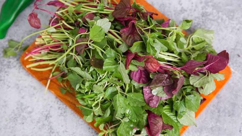 Rau dền cực tốt, cực độc: Điều cần lưu ý để tránh rước họa vào thân - Ảnh 3